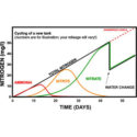 ammonia nitrogen cycle in ponds