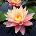 how to plant water lilies
