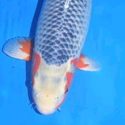 koi varieties guide