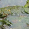 eliminating algae in the pond