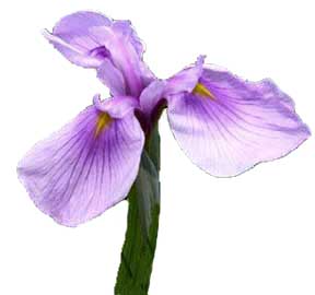 Hardy Pond Irises