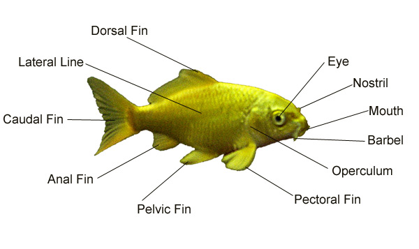 Koi Anatomy Diagram