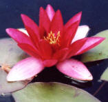 water lily aquatic pond plant