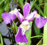 blue iris clear water pond plant