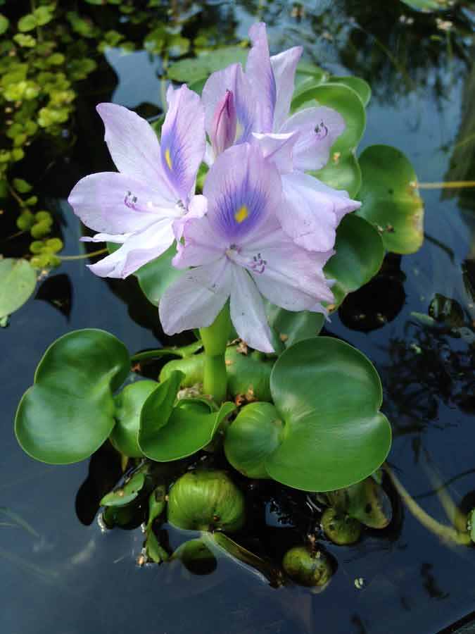 Clear Water Pond Plants - Hydrosphere Water Gardens