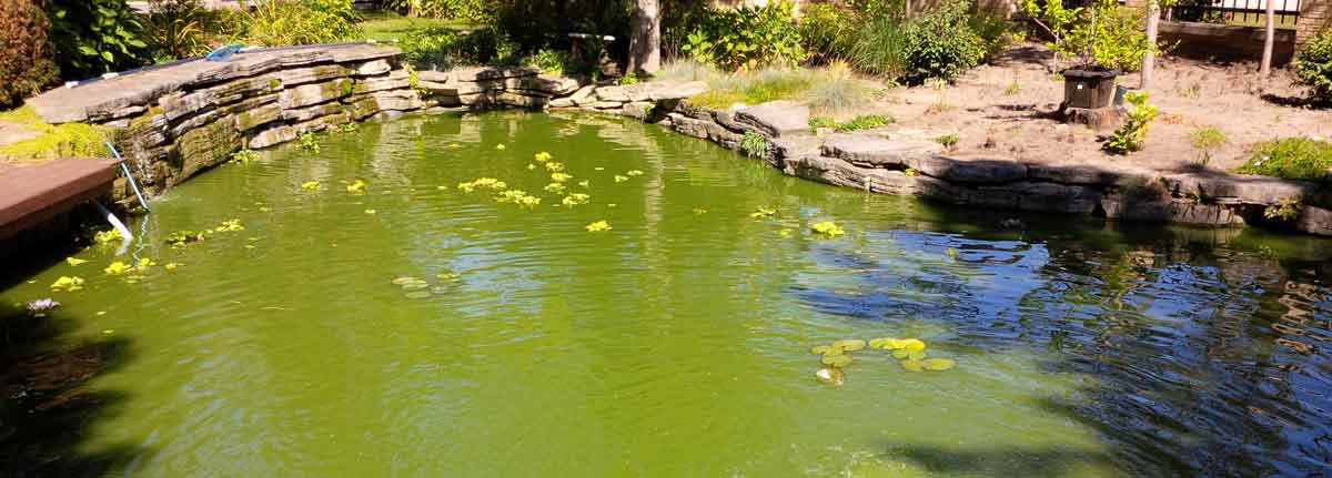 How To Eliminate Green Pond Water - Hydrosphere Water Gardens