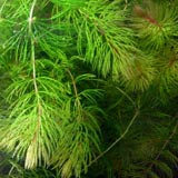 hornwort oxygenating pond plant