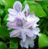 water hyacinth floating pond plant