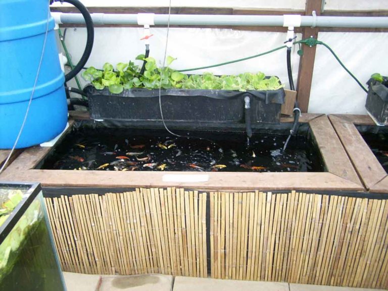 Fish Greenhouse Hydrosphere The Koi Pond Experts