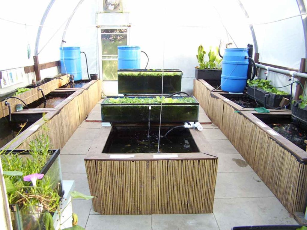 Fish Greenhouse Hydrosphere The Koi Pond Experts