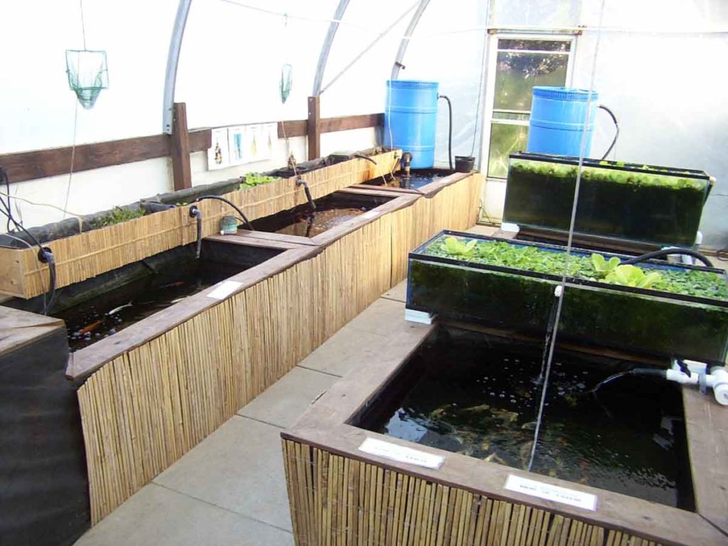 Fish Greenhouse Hydrosphere The Koi Pond Experts