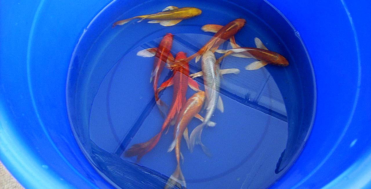 Introducing New Koi to Your Pond - Hydrosphere - The Koi Pond Experts