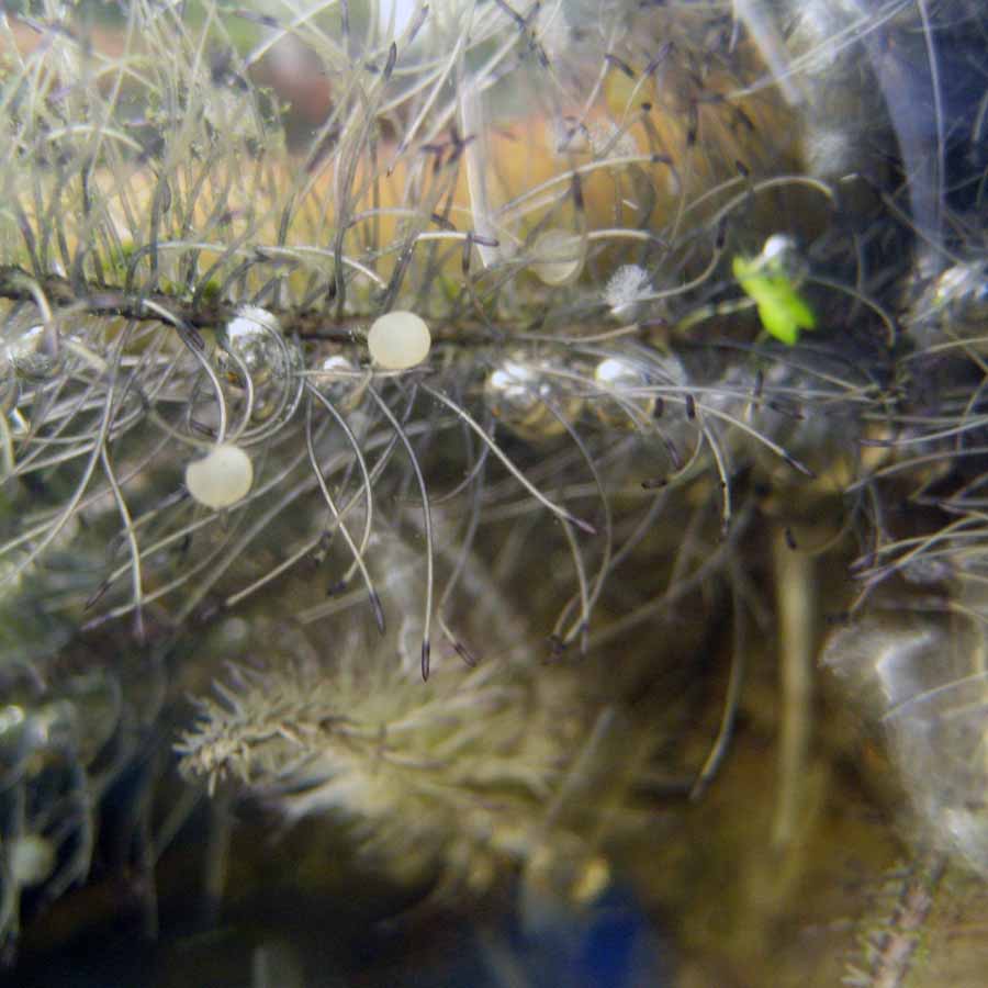 Goldfish Eggs In Pond