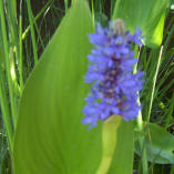 aquatic pond pickerel plant