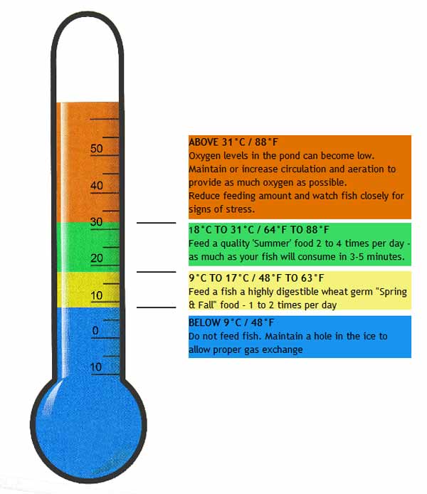 Goldfish Feeding Chart