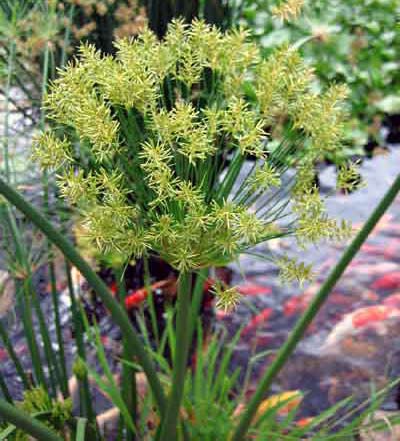 Tropical Marginal Pond Pants - Hydrosphere - The Koi Pond Experts