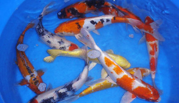 10-12" domestic koi