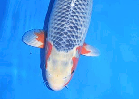 Asagi Japanese Koi