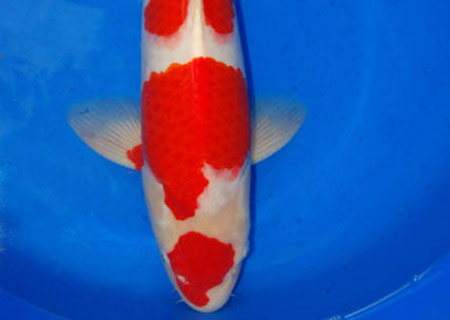 Kohaku Koi