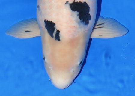 Bekko Japanese Koi