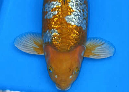 Gin-rin Ochiba Japanese Koi