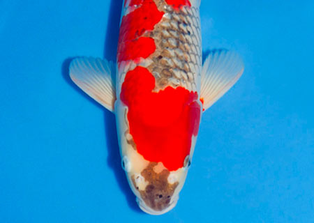 Goshiki Japanese Koi