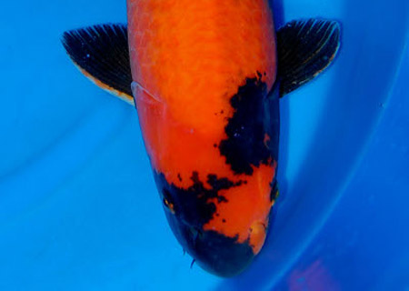 Hi Utsuri Japanese Koi