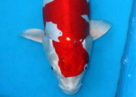 Kikokuryu Japanese Koi