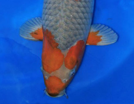 Ochiba Japanese Koi