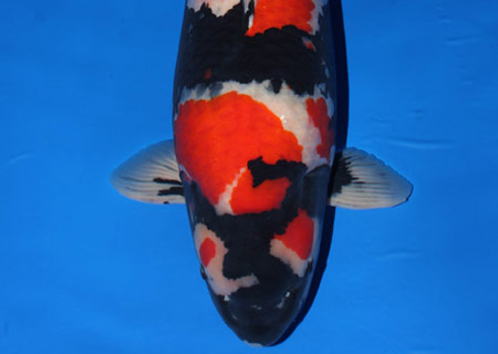 Showa Koi