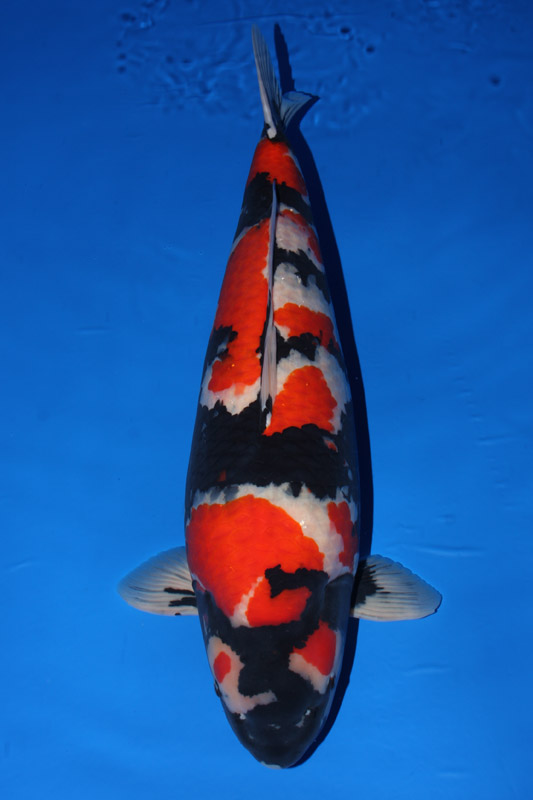 Koi Varieties Guide - Hydrosphere - The Pond Experts