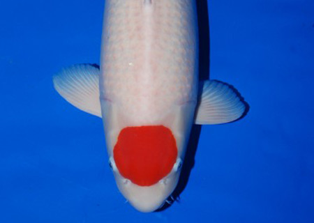 Tancho Kohaku Japanese Koi