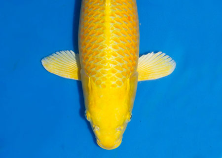 Yamabuki Japanese Koi