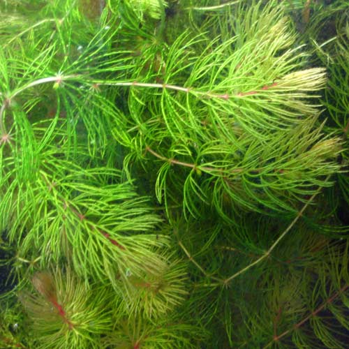 pond plants water clear hornwort oxygenating plant roots hydrosphere thyme