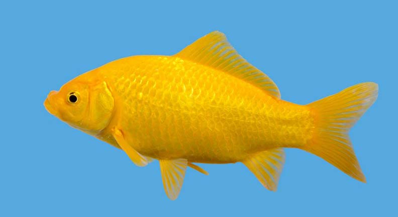 Yellow Comet Goldfish