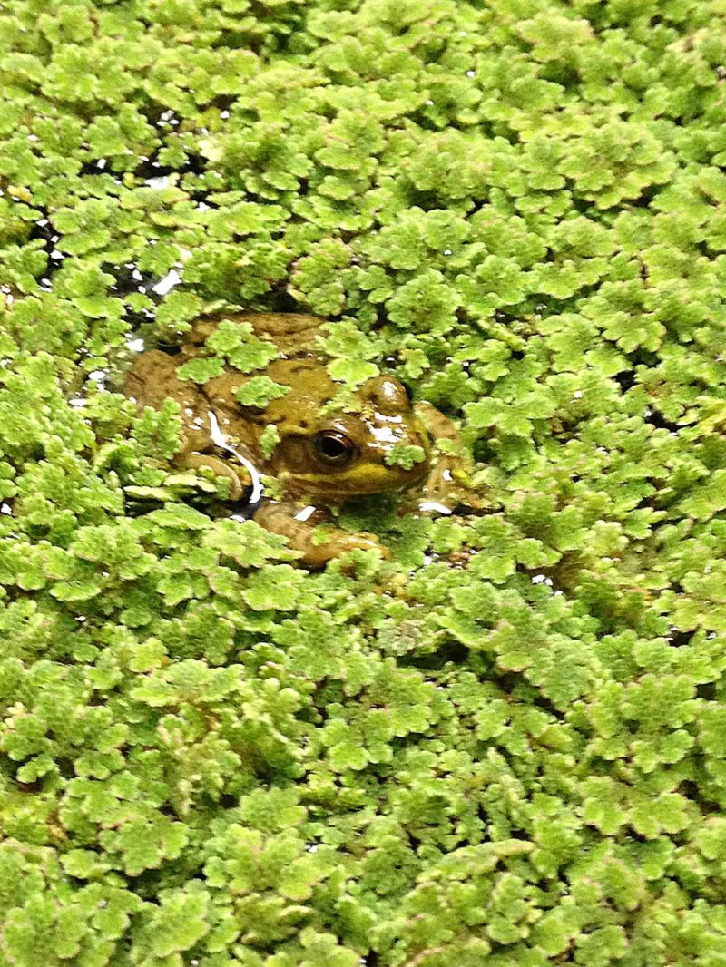 green frog in azolla