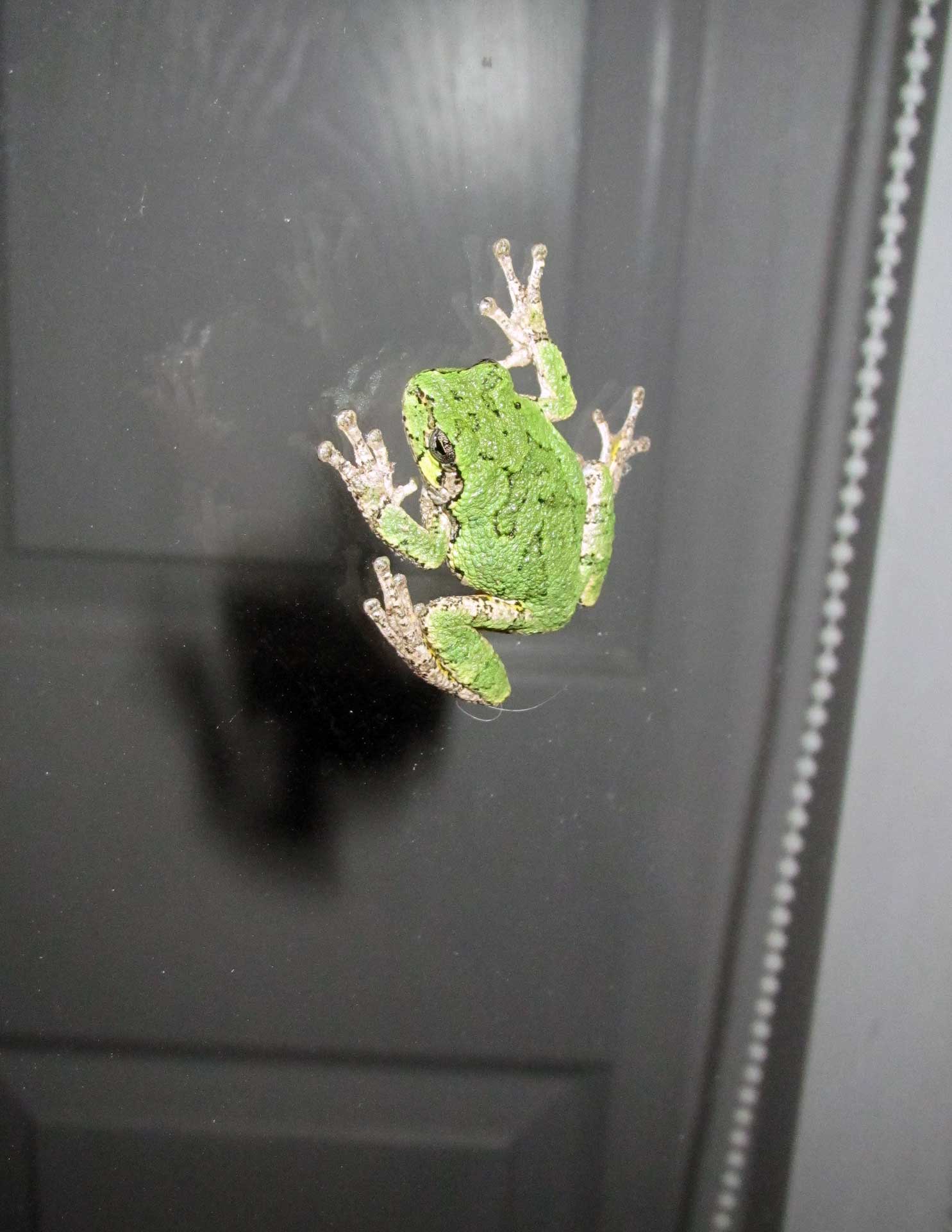 grey tree frog on window