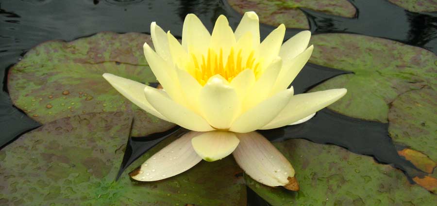 water lilies for shaded ponds
