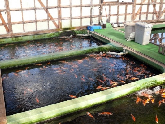 Maruboshi Koi Farm