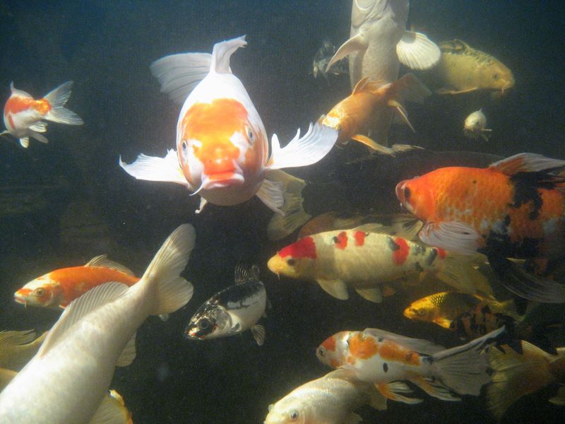 pond cameras underwater