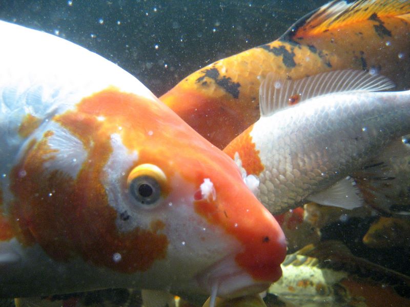 pond cameras underwater
