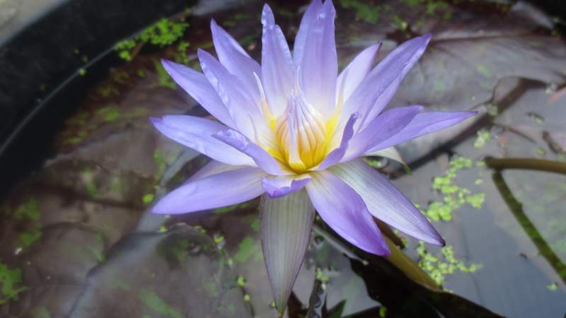 tropical water lily