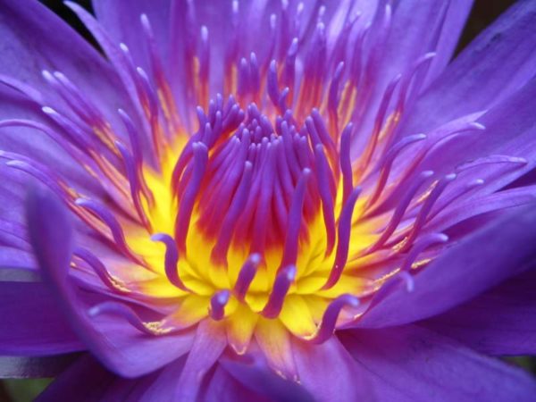 tropical water lily