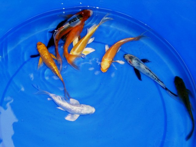 introducing new koi to your pond