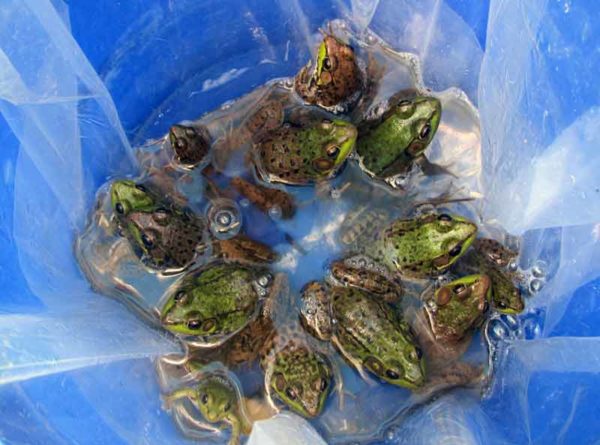 Bucket of Frogs