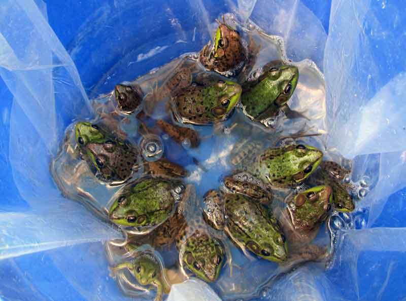 Bucket of Frogs