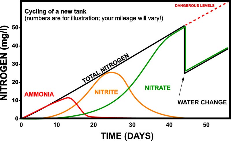 Ammonia in Ponds and Aquariums - Hydrosphere Water Gardens