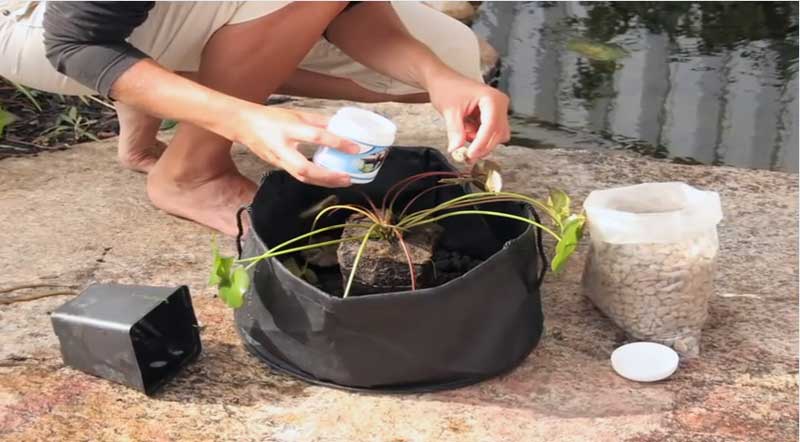 how to plant water lilies