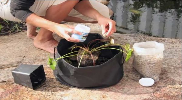 How to Plant a Water Lily