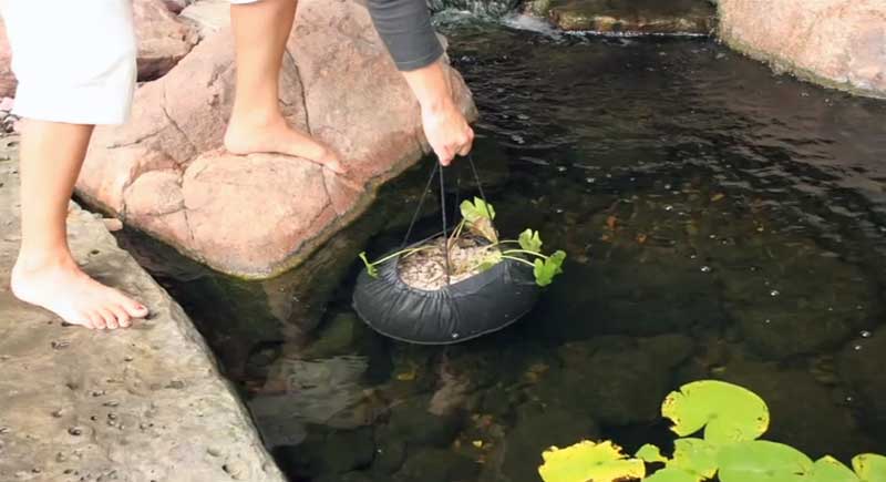 how to plant water lilies